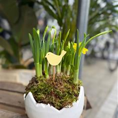 Narcissus arrangement 